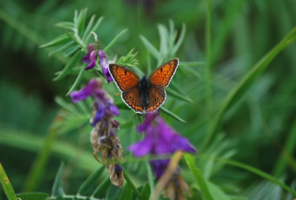 Lycaena alcyphron?